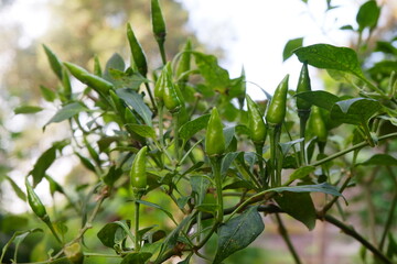 Decorative flowers planted in the garden
