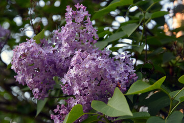 Fototapeta premium lilac flowers in the garden