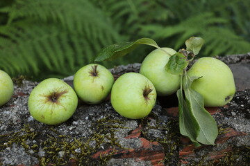Green apple on the trunk of the tree