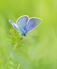 Blue butterfly in nature. Nice, sweet butterfly in grass. Modern color photo. Macro photo from wild.