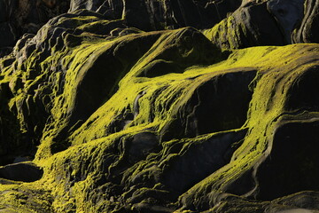 Green moss on stones with sunlight by the sea