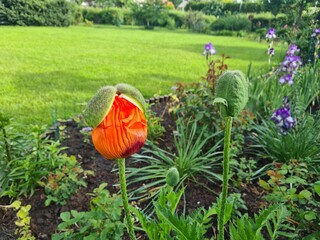 blooming poppy