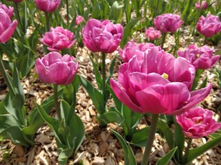 Pink tulips