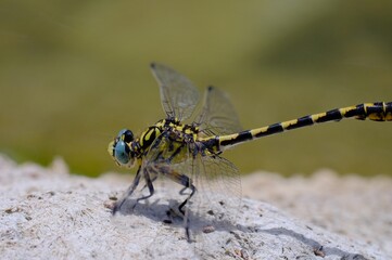 close up of a dragonfly