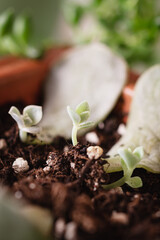 Propagating succulents. Tiny baby plants.
