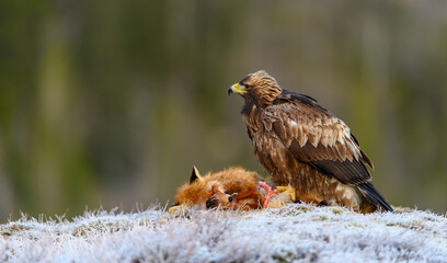 Golden eagle (Aquila chrysaetos) with prey on frosty ground in Trøndelag, Norway