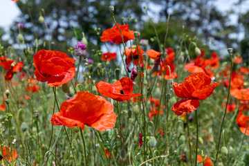 Obraz premium Flowers Red poppies blossom on wild field. Beautiful field red poppies with selective focus. soft light. Natural drugs. Glade of red poppies. Lonely poppy. Soft focus blur