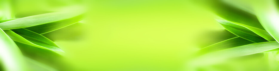 blurry leaves nature of summer green leaves natural green leaf plant used as wallpaper background