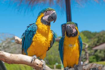 ルリコンゴウインコ