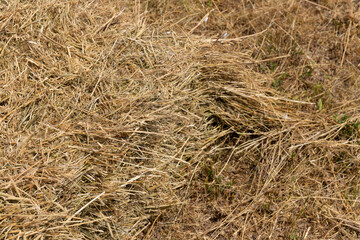Haystack or hay straw. Mowed dry grass (hay) in stack on farm field. Hay pile stack farmer mowed for animal feeding. Bale of hay harvest.