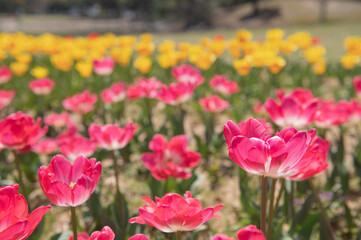 チューリップ畑