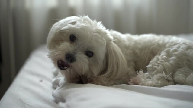 white dog maltese gnaws a bone on the bed at home