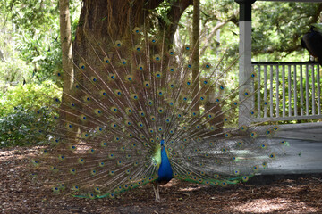 Obraz premium PEACOCK FEATHERS FACES FANS AND FAMILY