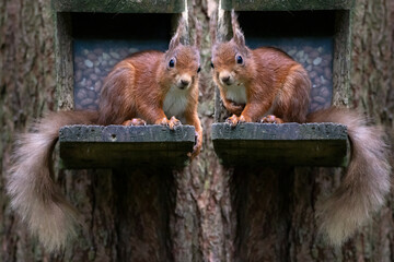 The red squirrel Sciurus vulgaris is a species of tree squirrel in the genus Sciurus common...