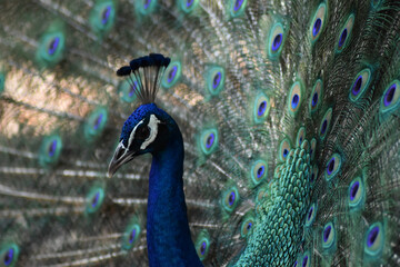 Obraz premium PEACOCK FEATHERS FACES FANS AND FAMILY