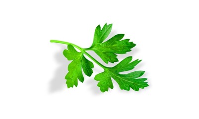 Parsley herb green leaf on the desk