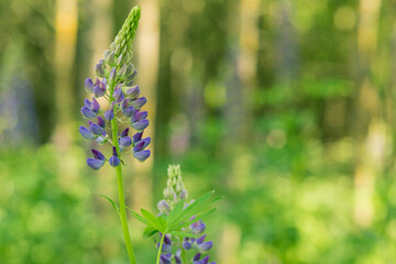 summer wild flowers lupine in meadow at sunrise.Purple flowers lupinus