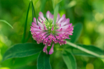 macro photo nature field blooming red clover flower
