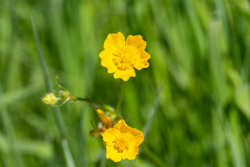 Close up of Ranunculus arvensis,as known as the corn buttercup, with Bright yellow flowering , is a plant species