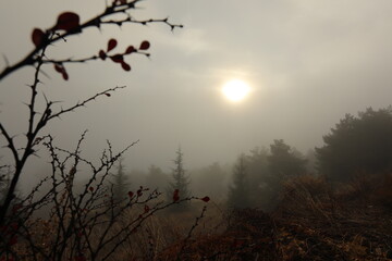 Morning sunlight in the foggy mist of autumn in the mountains with branches of trees