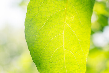 green leaf macro.Leaf texture.green leaf structure.