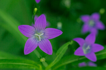 Fototapeta premium purple wild forest flowers