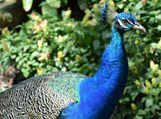 PEACOCK FEATHERS FACES FANS AND FAMILY
