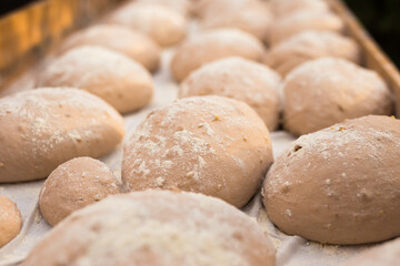 yeast dough in the form of loaves waiting to be cooked