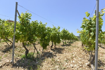 Vineyard in summer season