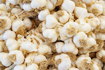 Closeup view of fresh garlic. Good harvest of vegetables