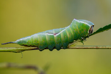 Cerura Vinula or Puss Moth Caterpillar Macro