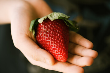 Fresh giant ripe strawberry in a hand.