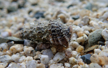 Cerith sand sea snail - Cerithium Caeruleum