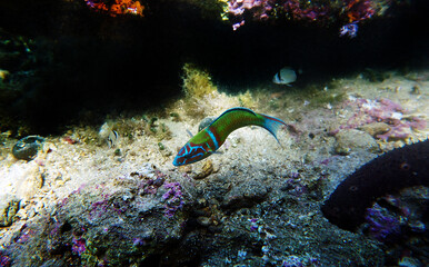 Green male ornate wrasse fish in Mediterranean sea - Thalassoma pavo