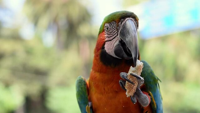 A funny giant parrot holding in paw and eats a piece of greek koulouri bread with sesame seeds. Close-up picture. Selective focus. Exotic brazilian bird. Macaw Ara ararauna portait