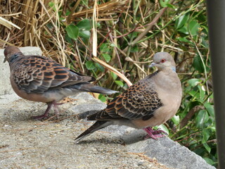 A pair of turtle doves in the park