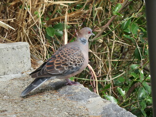 Turtle dove in the park