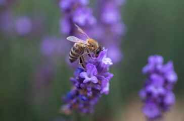 The bee collects pollen from purple lavender