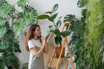 Young woman gardener take care of houseplant standing on orange vintage ladder in home garden. Female florist work with plant for indoor gardening. Caring girl wiping ficus leaf. Love for plant, hobby