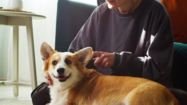 Woman combing corgi dog close-up. Handler strocking her golden puppy in living room, using comb. Happy domestic animal lying on floor at home. Pembroke welsh corgi relaxing. 