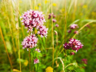 Fototapeta premium flowering oregano in a field on a summer day