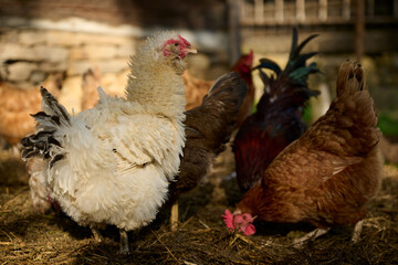 a white-collared hen among other hens on an organic farm