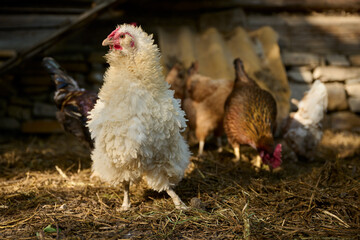 a white-collared hen among other hens on an organic farm