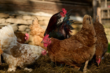 Organic farm, a rooster among hens