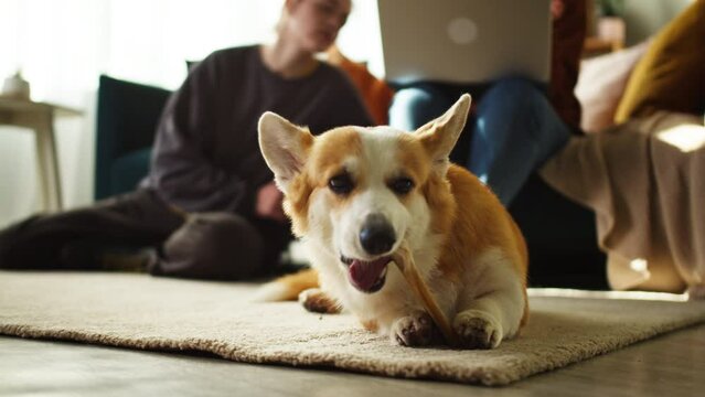 Corgi dog eating bone close-up. Women using laptop computer. Golden puppy relaxing in living room. Happy domestic animal lying on floor at home. Female friends studying on background. 
