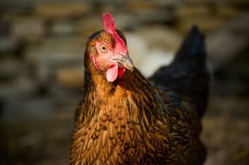 Close-up of a hen in the evening light
