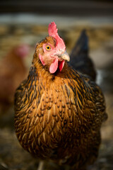 Close-up of a hen in the evening light