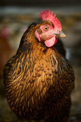 Close-up of a hen in the evening light