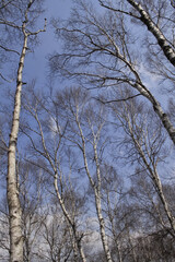 Fototapeta premium 八千穂自然園 白樺