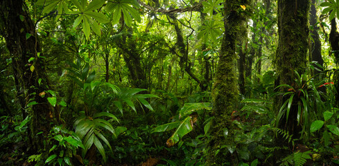 Rain forest in Central America, Costa Rica - obrazy, fototapety, plakaty